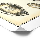 独特の形をした貝殻 ポスター (角)