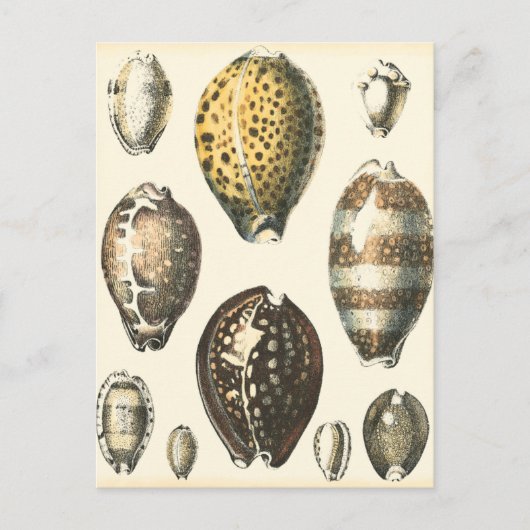 独特の形をした貝殻 ポストカード (正面)