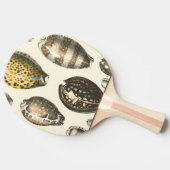 独特の形をした貝殻 卓球ラケット (横)