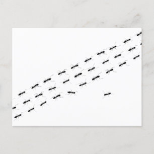 独立アリ ポストカード