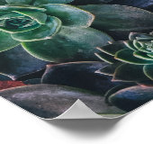 独自の引用文カスタムポスターの作成 – Succults ポスター (角)