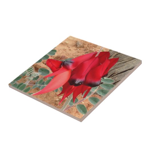 独自の正方形のタイルを作成 – Sturt's Desert Pea タイル (側面)
