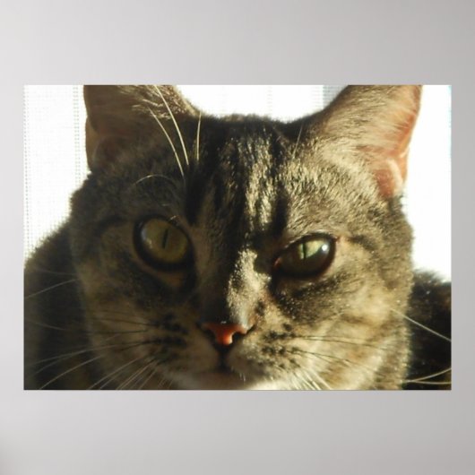 独自の28" x 20"ポスターの作成 ポスター (正面)