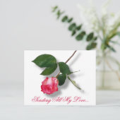 独身のなかわいらしいピンクは上がりました シーズンポストカード (スタンド正面)