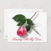 独身のなかわいらしいピンクは上がりました シーズンポストカード (正面/裏面)