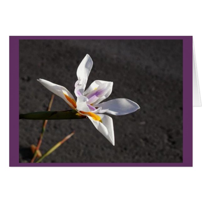 独身のなアイリス (正面横)