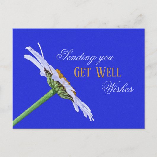 独身のデイジーフラワーオンキャンバス ポストカード (正面)