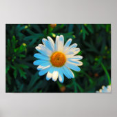 独身のデイジー ポスター (正面)