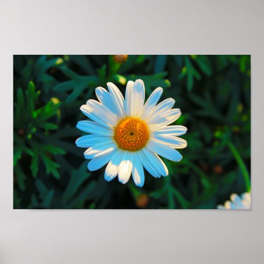 独身のデイジー ポスター (正面)