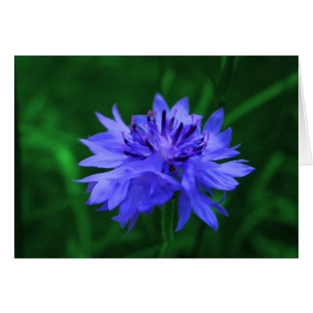 独身のボタン (正面横)