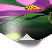 独身の開花8x10のピンクのコスモスの花 フォトプリント            (角)