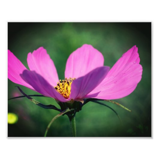 独身の開花8x10のピンクのコスモスの花 フォトプリント            (正面)