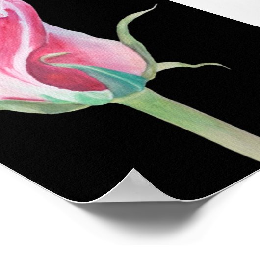 独身のPink Rose Premium Canvas Poster (5 x 7) ポスター (角)