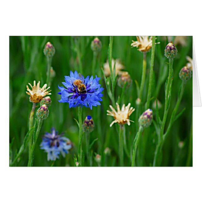 独身ボタンの蜂 (正面横)