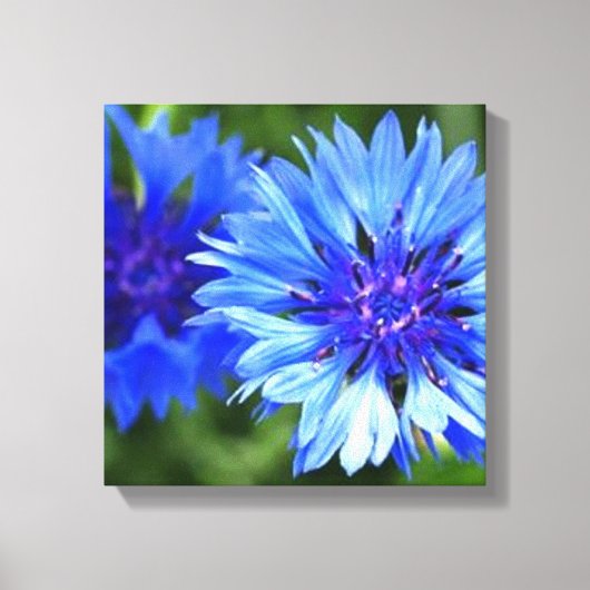 独身ボタン キャンバスプリント (正面)