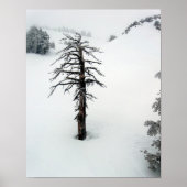 独身山の古木 ポスター (正面)