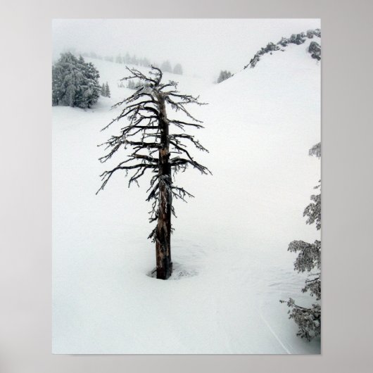 独身山の古木 ポスター (正面)