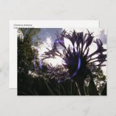 独身者用ボタンサン ポストカード (正面/裏面)