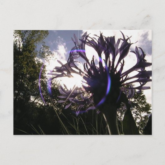 独身者用ボタンサン ポストカード (正面)