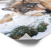 狼が眠っている ポスター (角)