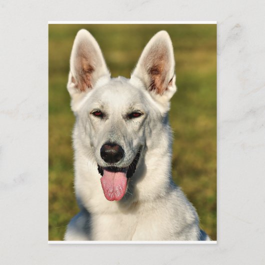 狼のように孤独な ポストカード (正面)