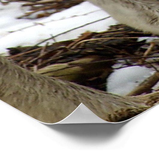 狼の群れ ポスター (角)