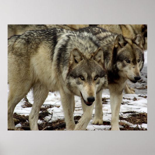 狼の群れ ポスター (正面)