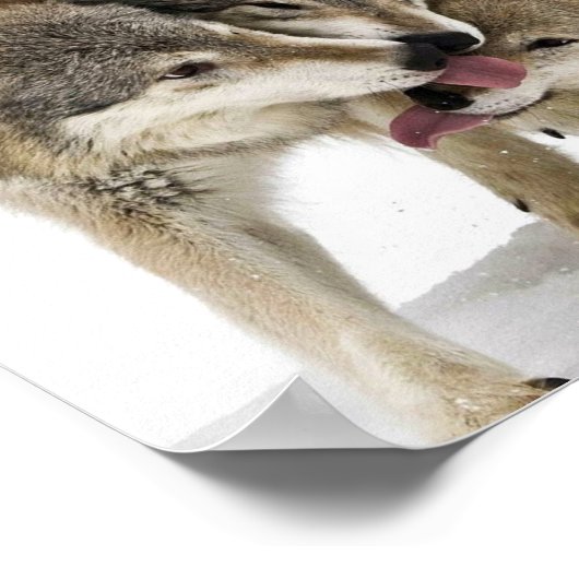 狼の群れ ポスター (角)