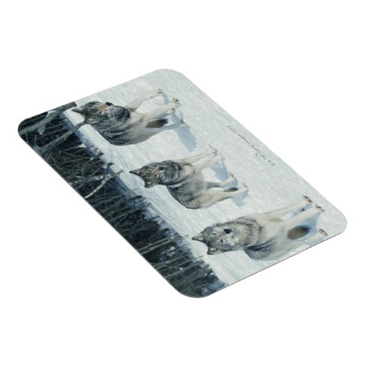 狼の群れ マグネット (右側)