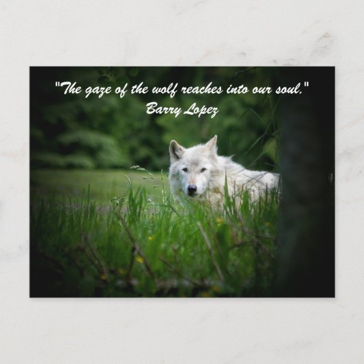 狼の視線が… ポストカード (正面)