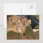 狼 ポストカード (正面/裏面)