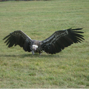 猛禽類の鳥野鳥野生動物写真 コーヒーマグカップ