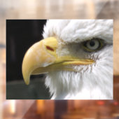 猛禽類 ウィンドウサイン (シート2)