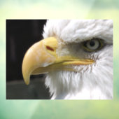 猛禽類 ウィンドウサイン (シート3)