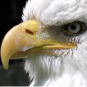 猛禽類 ゴルフタオル