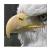猛禽類 タイル (正面)