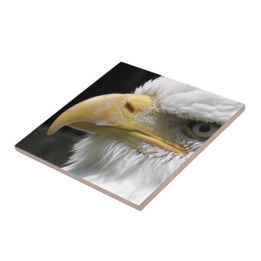 猛禽類 タイル (側面)