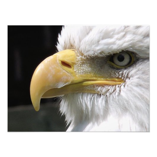 猛禽類 フォトプリント            (正面)