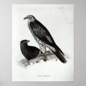 猛禽類 ポスター (正面)