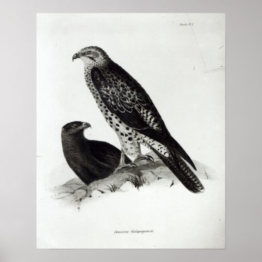 猛禽類 ポスター (正面)