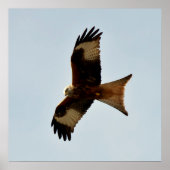 猛禽類 ポスター (正面)
