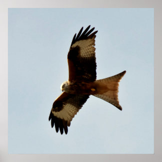 猛禽類 ポスター