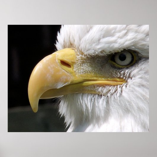 猛禽類 ポスター (正面)