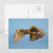 猛禽類 ポストカード (正面/裏面)