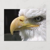 猛禽類 ポストカード (正面)