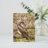 猛禽類 ポストカード (スタンド正面)