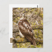 猛禽類 ポストカード (正面/裏面)