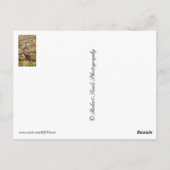 猛禽類 ポストカード (裏面)