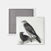 猛禽類 マグネット (正面/裏面)