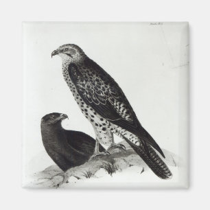 猛禽類 マグネット